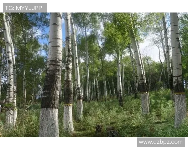 丽江飞虎与新疆精彩对决录像回放全景解析与赛后点评